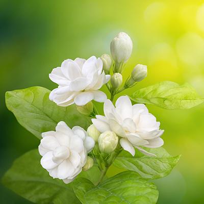 Mogra (Jasmine)